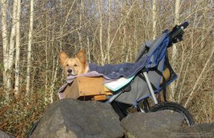 Guido in his Stroller