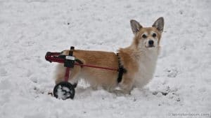 Helen in her cart in the snow.