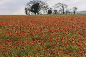 Poppy Field