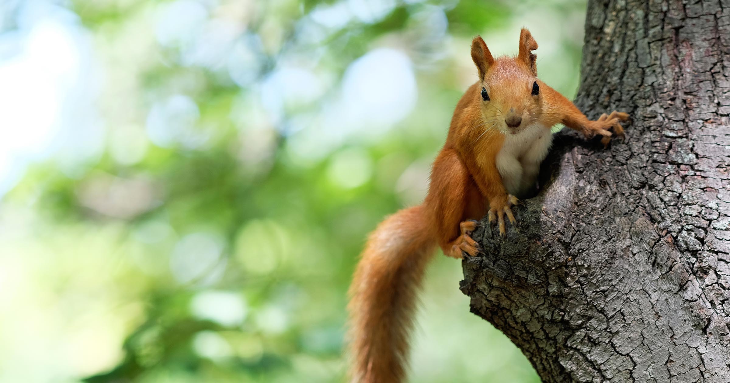 Focus, Focus, ... SQUIRREL! - leo.notenboom.org