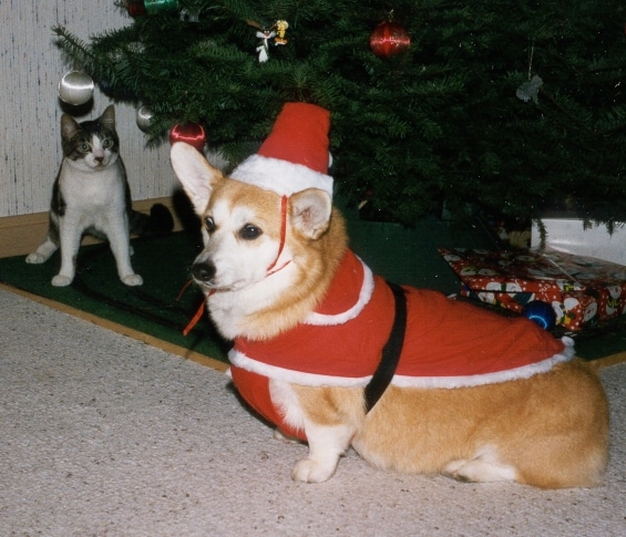 Santa Pup (Vera) with Lurch