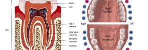 Teeth