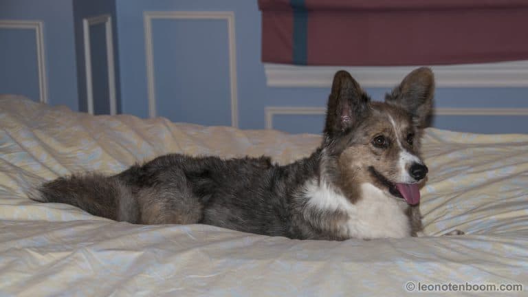 Dagmar on the Bed