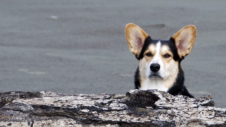 Chester the log dog