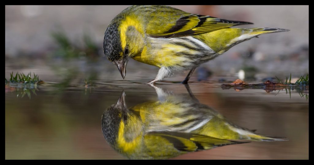 Mirror Bird