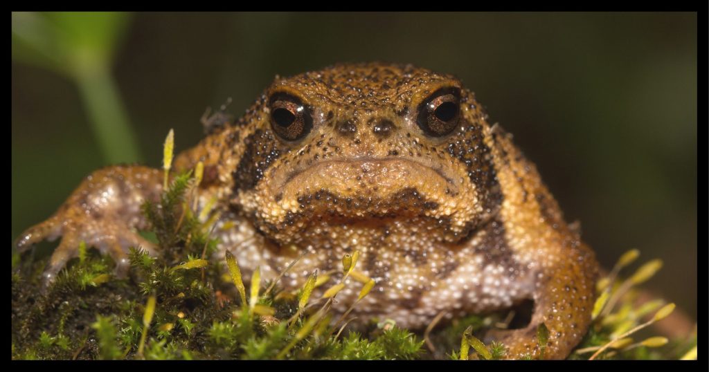 Grumpy Frog is Grumpy.