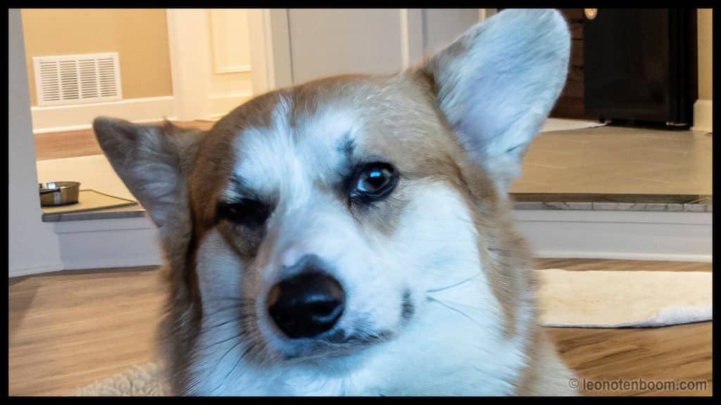 Skeptical Corgi is Skeptical