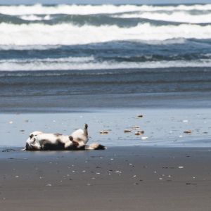 Rolling on the beach -- probably on crab Rolling on the beach -- probably on crab