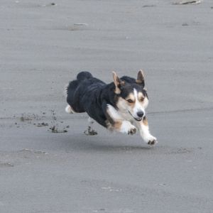Chester enjoying the beach Chester enjoying the beach