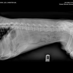 A slightly different view of Chester (Click for larger image.) A slightly different view of Chester