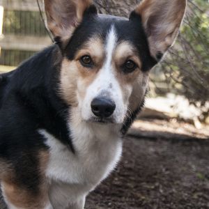 Chester says "Hello?" Chester says "Hello?"