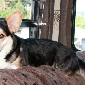 Chester in the travel trailer 2011 Chester in the travel trailer 2011