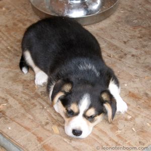 Chester as a Puppy Chester as a Puppy