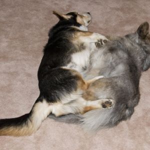 Chester & Dagmar 2011 Chester & Dagmar 2011