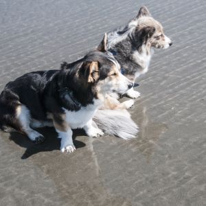 Chester and Dagmar Chillin' at the Beach (Click for larger image.) Chester and Dagmar Chillin' at the Beach