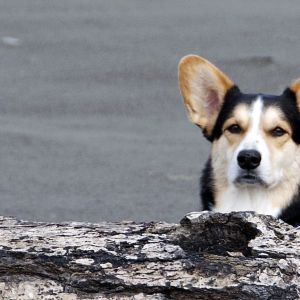 Chester the log dog Chester the log dog