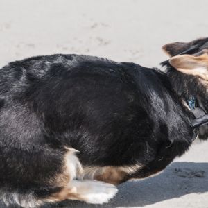 Chester running on the beach (Click for larger image.) Chester running on the beach