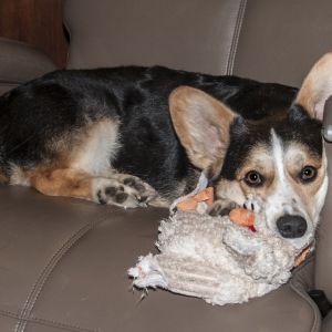 Chester & his chicken in Leo's Office 2012 Chester & his chicken in Leo's Office 2012